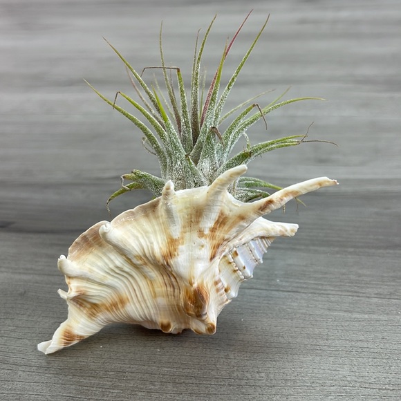 🔆AIR PLANT BUDDY🔆 WITH REAL SEA SHELL HAND MADE AND UNIQUE - Picture 16 of 16